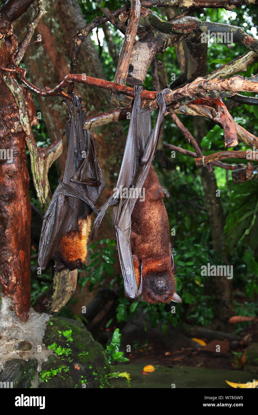 The bat in Monkey Forest Bali Zoo, Indonesia Stock Photo Alamy