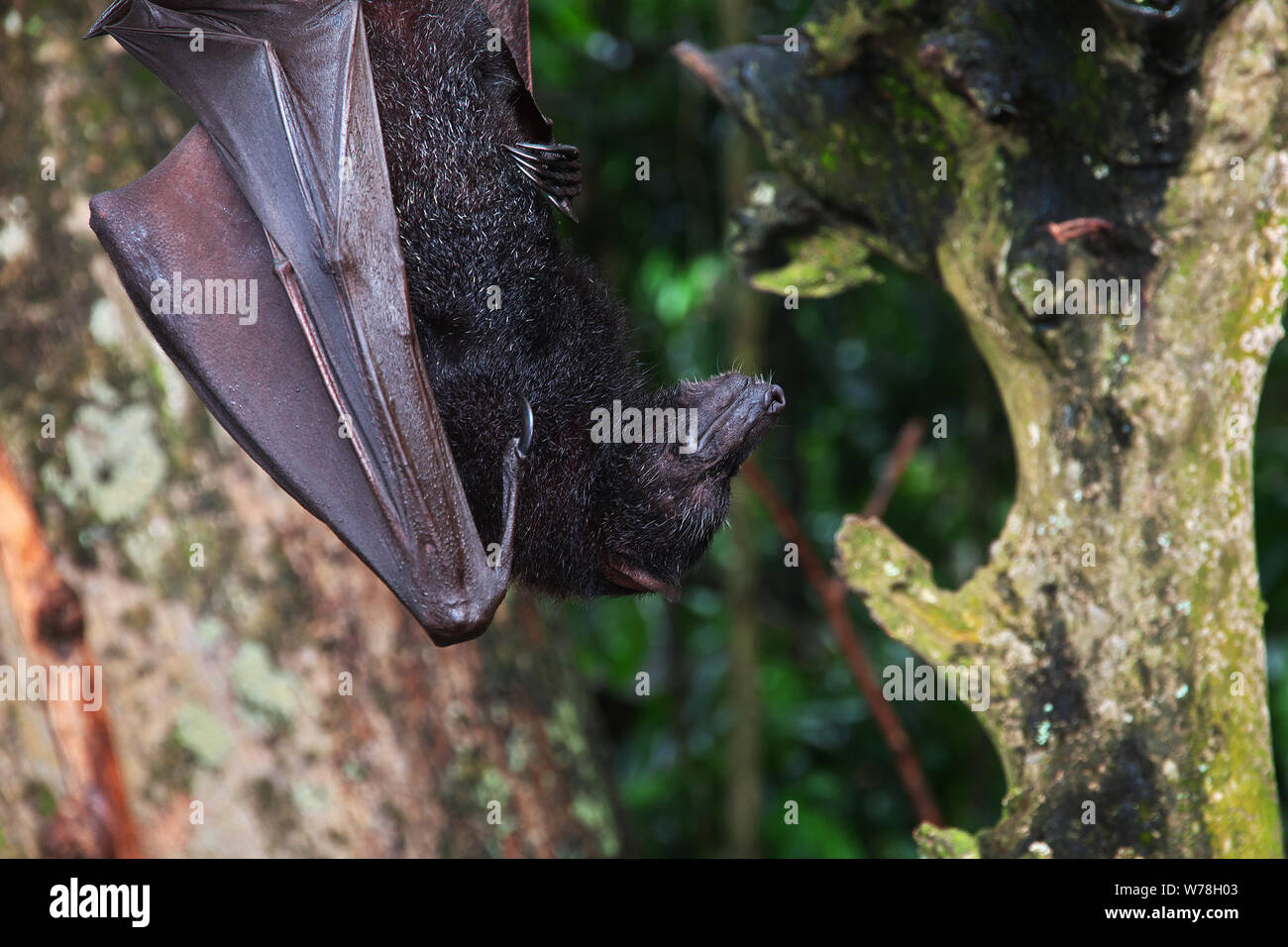 The bat in Monkey Forest Bali Zoo, Indonesia Stock Photo Alamy