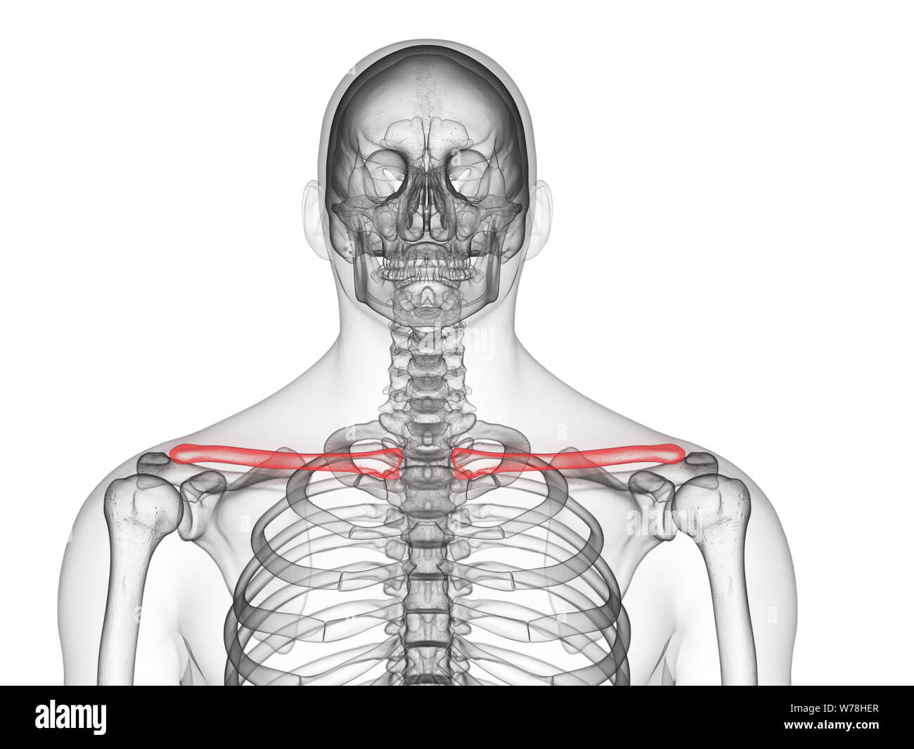 3d rendered medically accurate illustration of the Stock Photo - Alamy