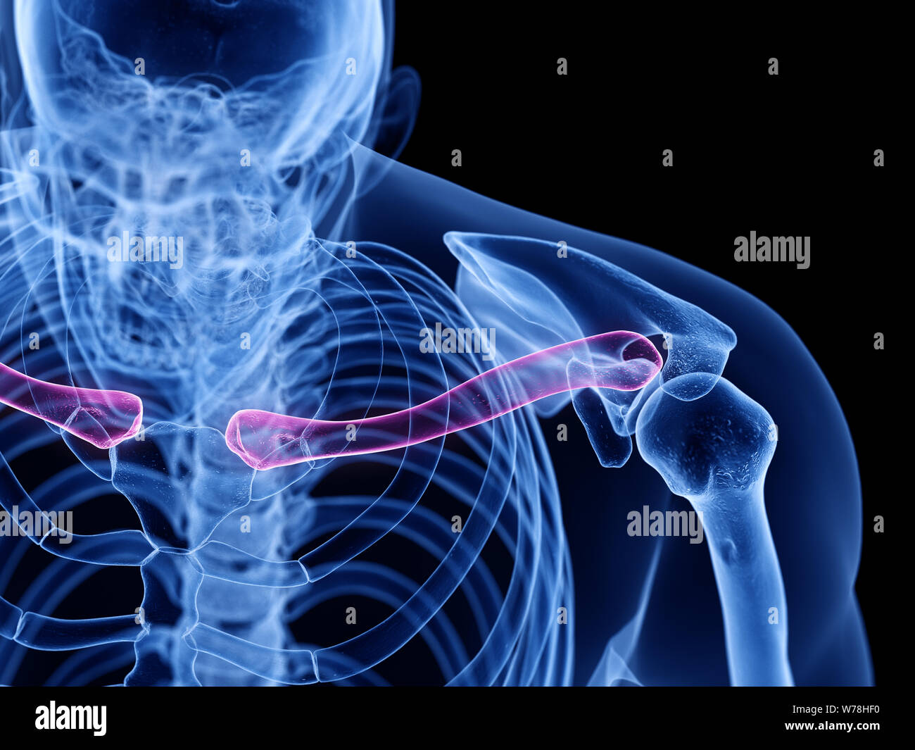 3d rendered medically accurate illustration of the clavicle bone Stock ...