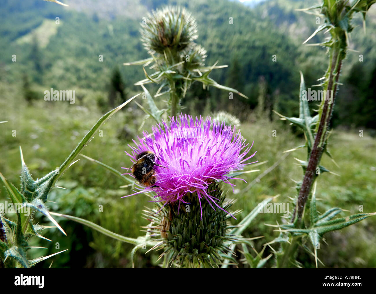 wild alpine flowers Stock Photo