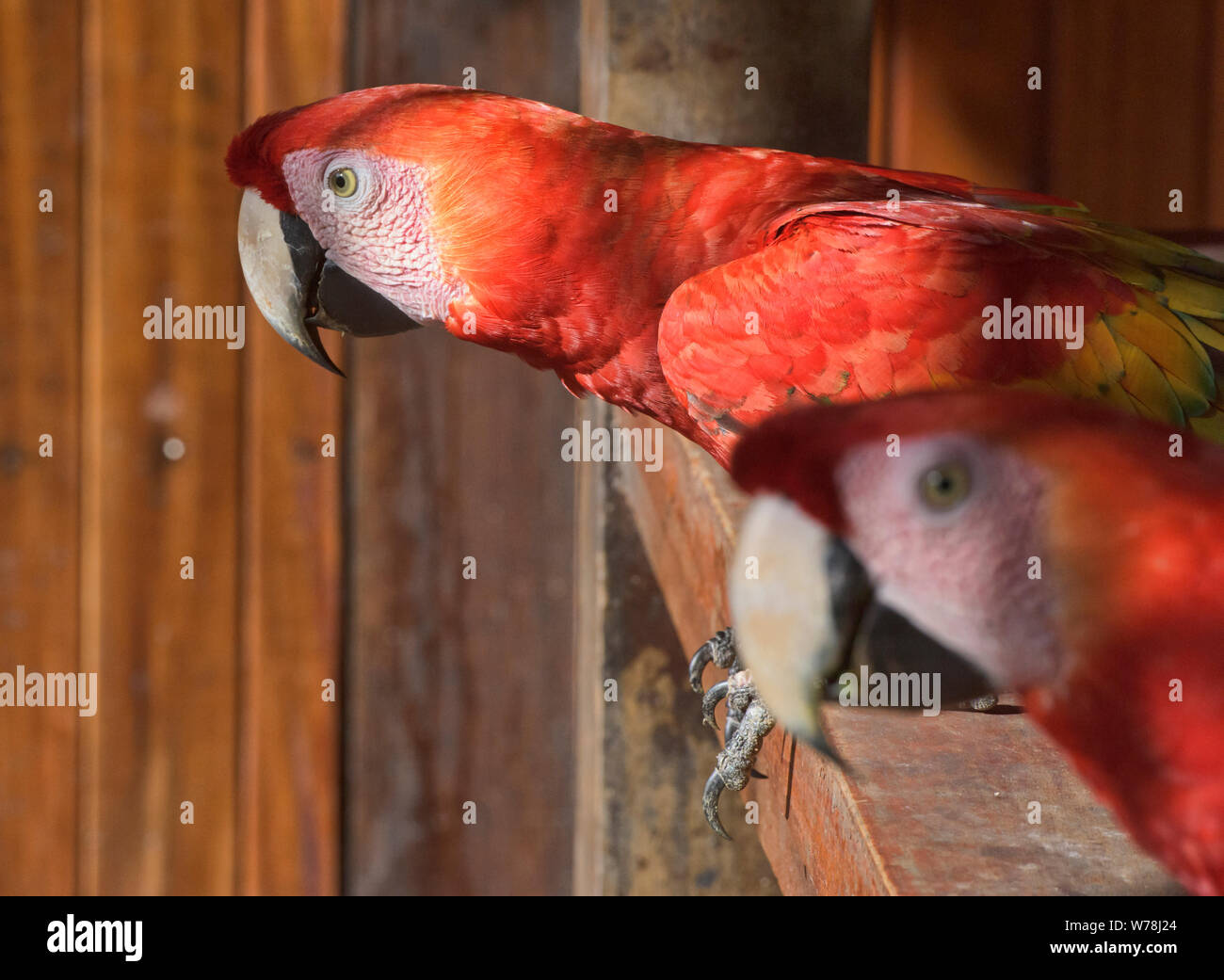 Scarlet macaws at the Tambopata Research Center, Peruvian Amazon Stock Photo