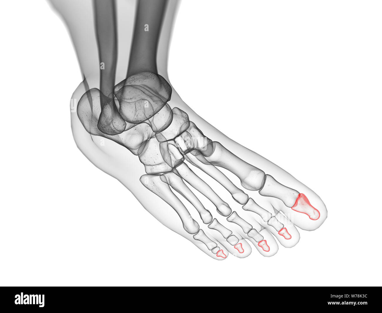 3d rendered medically accurate illustration of the distal phalanx bones