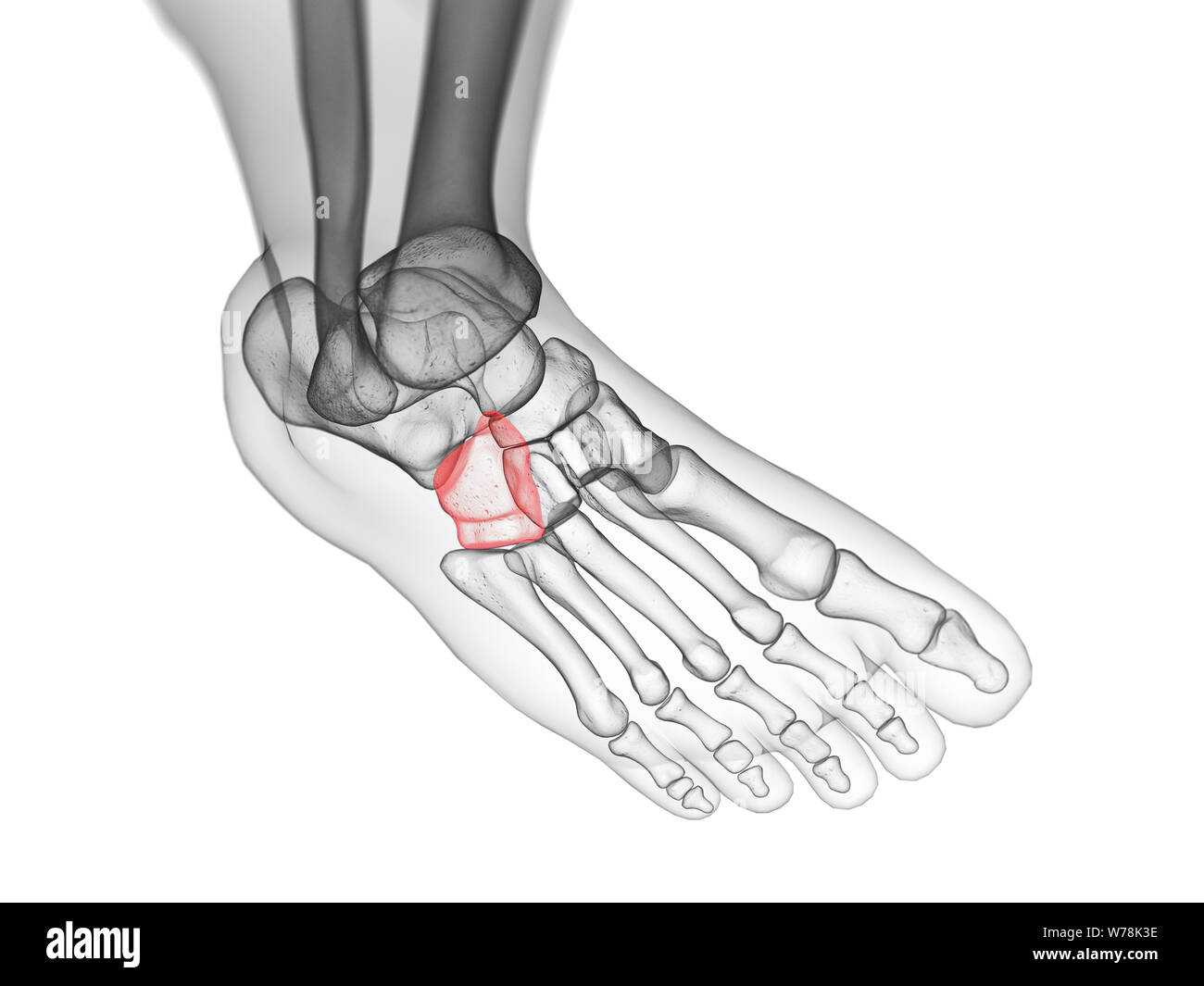 Cuboid Bone High Resolution Stock Photography and Images Alamy