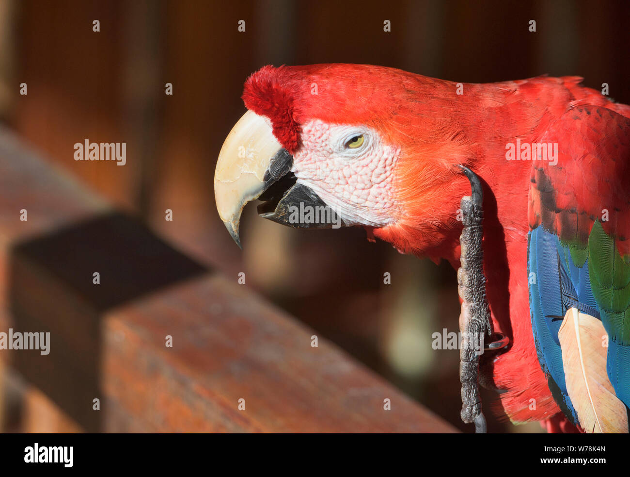 Scarlet macaw at the Tambopata Research Center, Peruvian Amazon Stock Photo