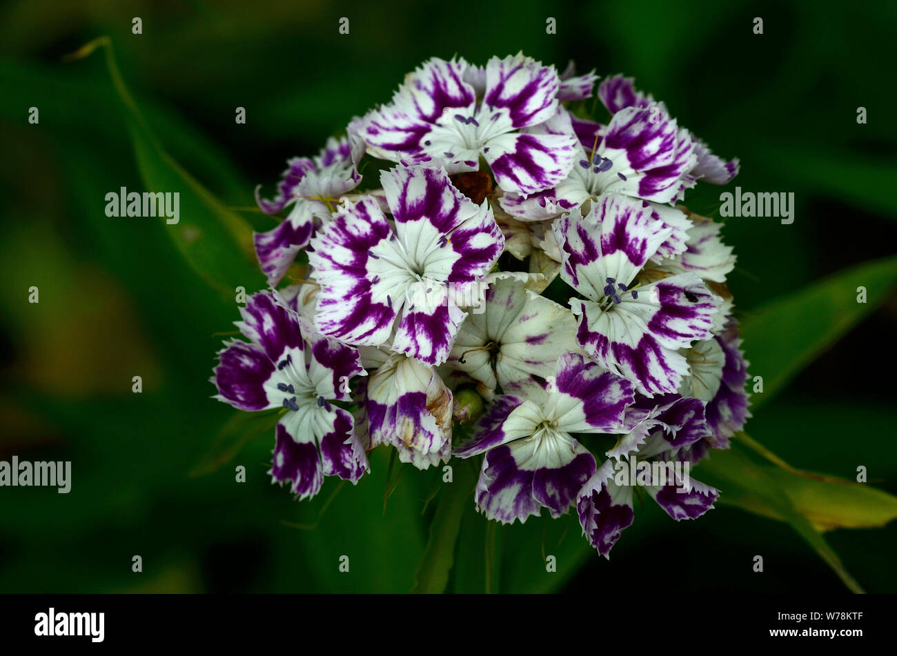 Dianthus barbatus (sweet William) 'Sultn Mix' in flower. Dorset, UK July 2019 Stock Photo