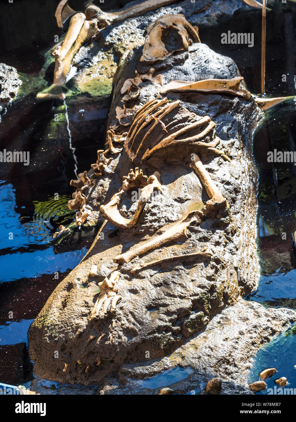 paleontology tar pits exhibit at san diego zoo Stock Photo Alamy