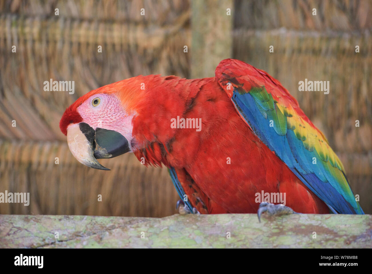 Scarlet macaw at the Tambopata Research Center, Peruvian Amazon Stock Photo