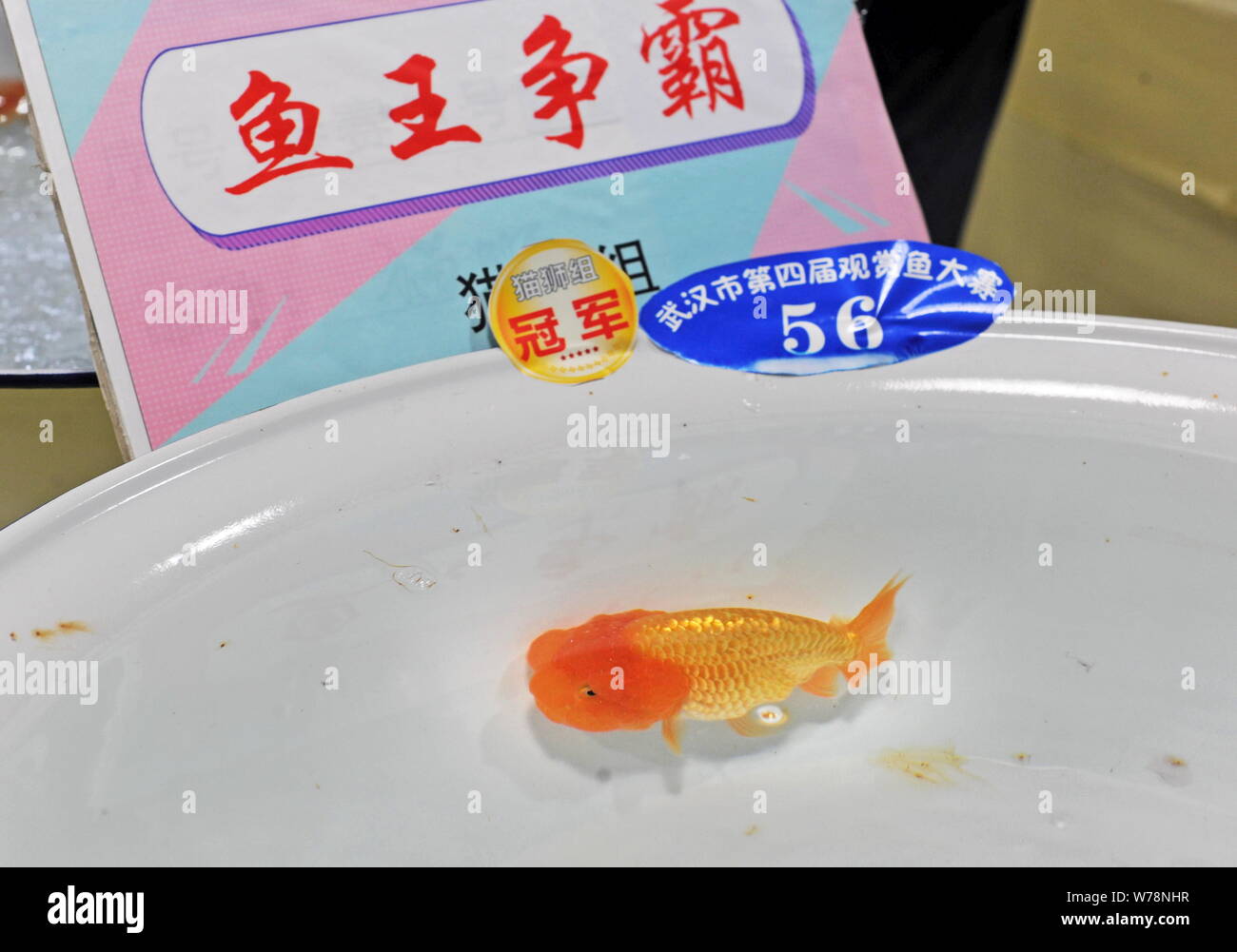Competitive Goldfish The champion of a competition to choose the most beautiful goldfish is ...