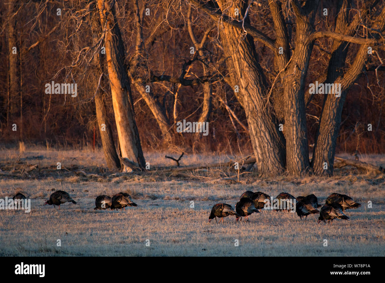 A flock of wild turkeys feeding in early morning light Stock Photo
