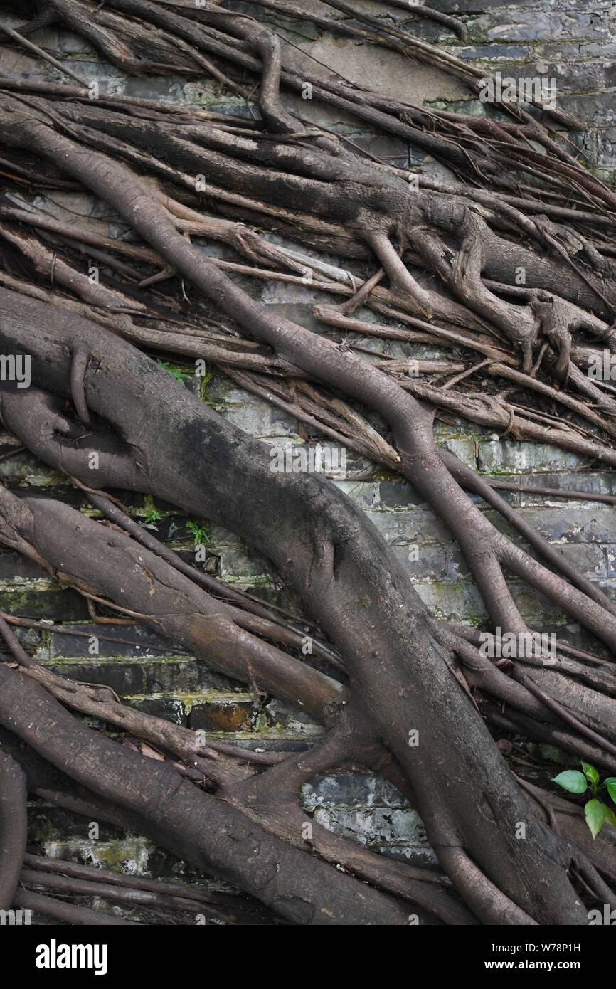 The roots of 