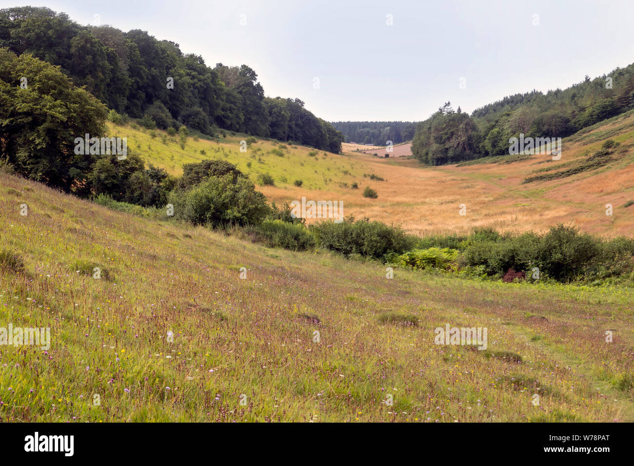Park Gate Down,Chalk Grassland, Nature Reserve,Downland,Wildflower