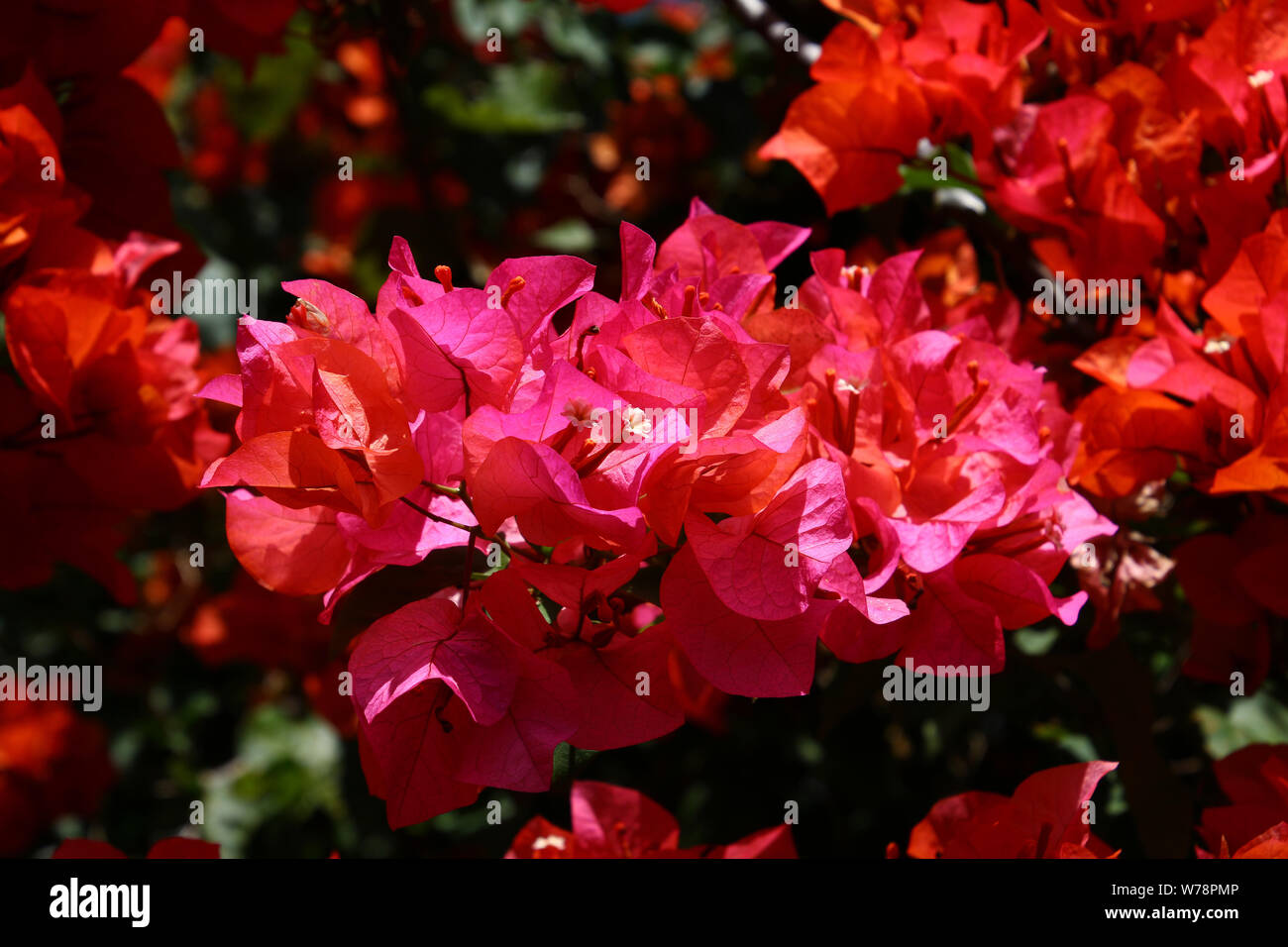 Papua New Guinea Flower High Resolution Stock Photography and Images