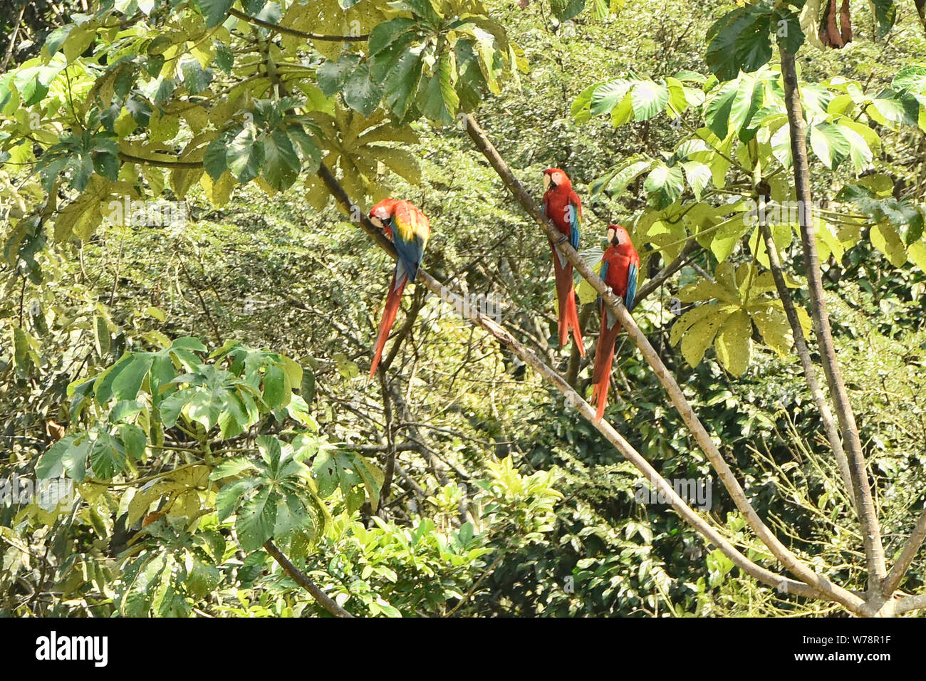 Scarlet macaws in the Tambopata Reserve, Peruvian Amazon Stock Photo