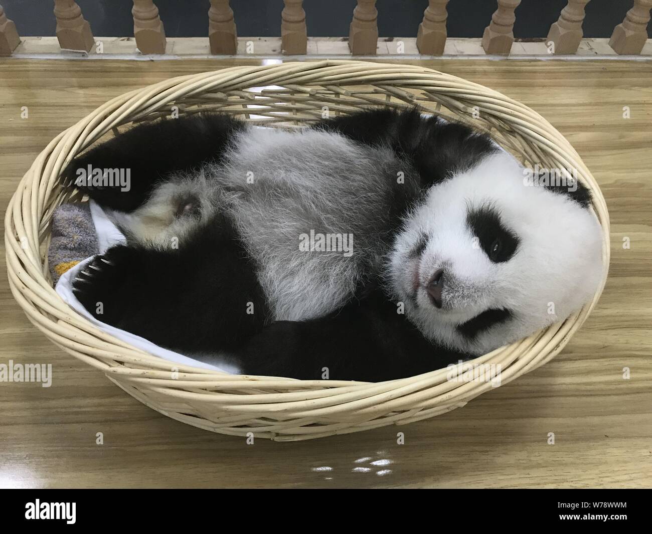 A giant panda cub rests in a basket at the Wolong National Nature Reserve in Ngawa Tibetan and Qiang Autonomous Prefecture, southwest China's Sichuan Stock Photo