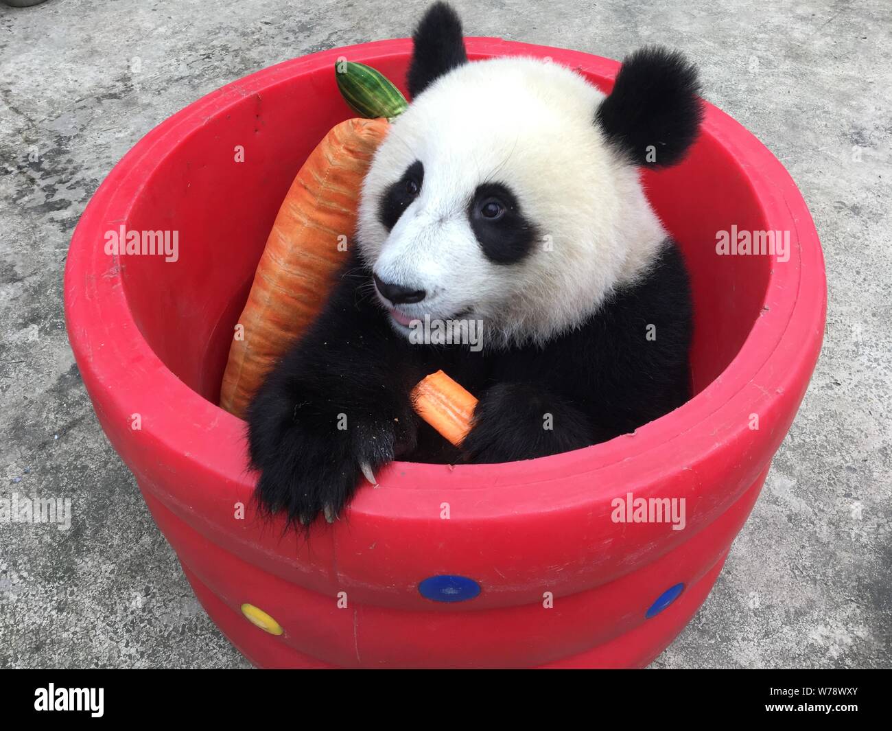 A Giant Panda Enjoys A Carrot In A Hollow Cylinder With A Pillow
