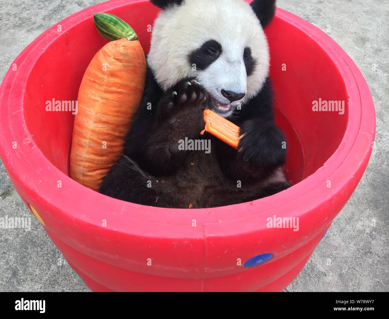 A Giant Panda Enjoys A Carrot In A Hollow Cylinder With A Pillow