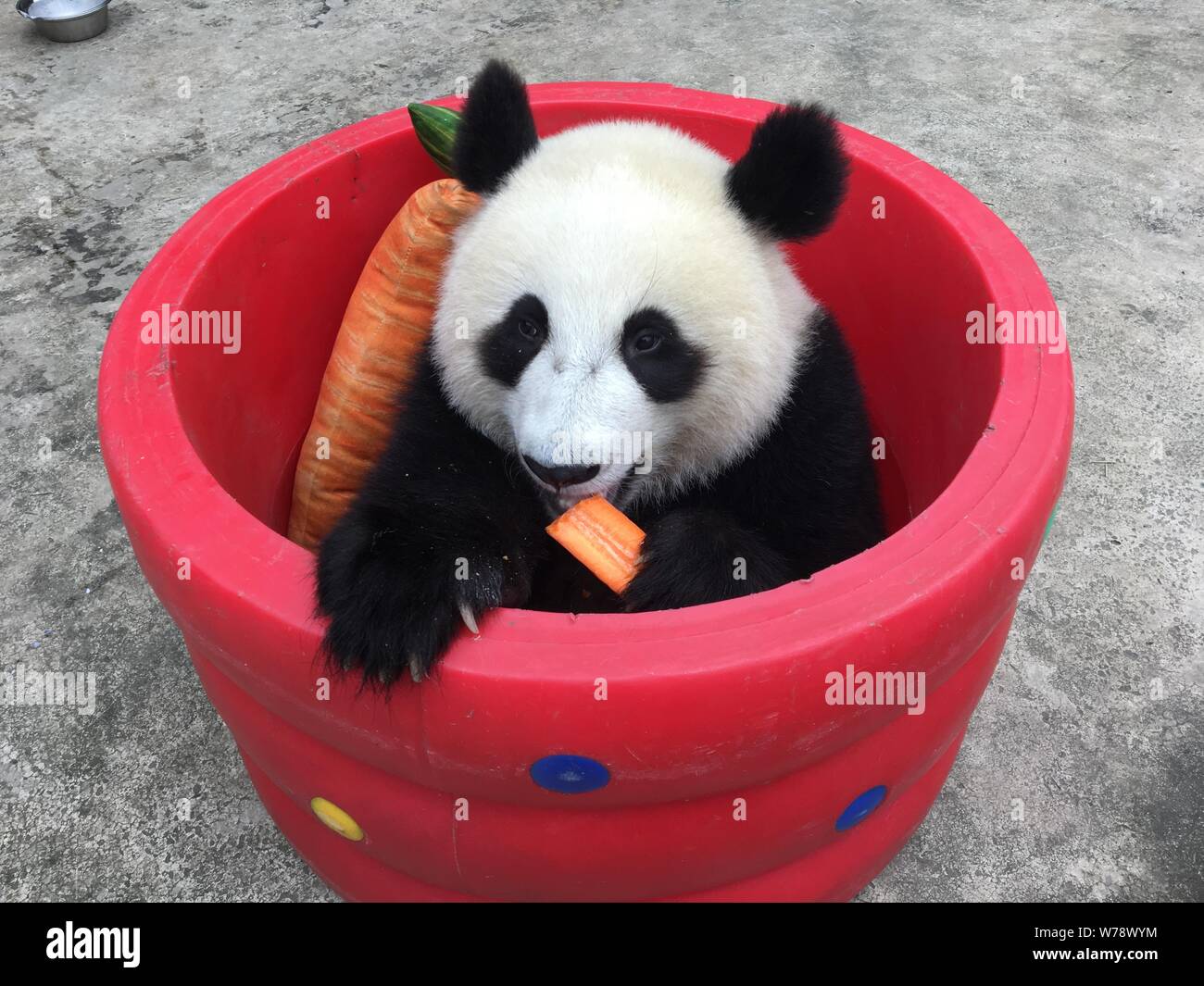 Панды едят мясо. Большая Панда. Фотографии красной панды. Панда ест морковку. Радужная Панда в реальности.