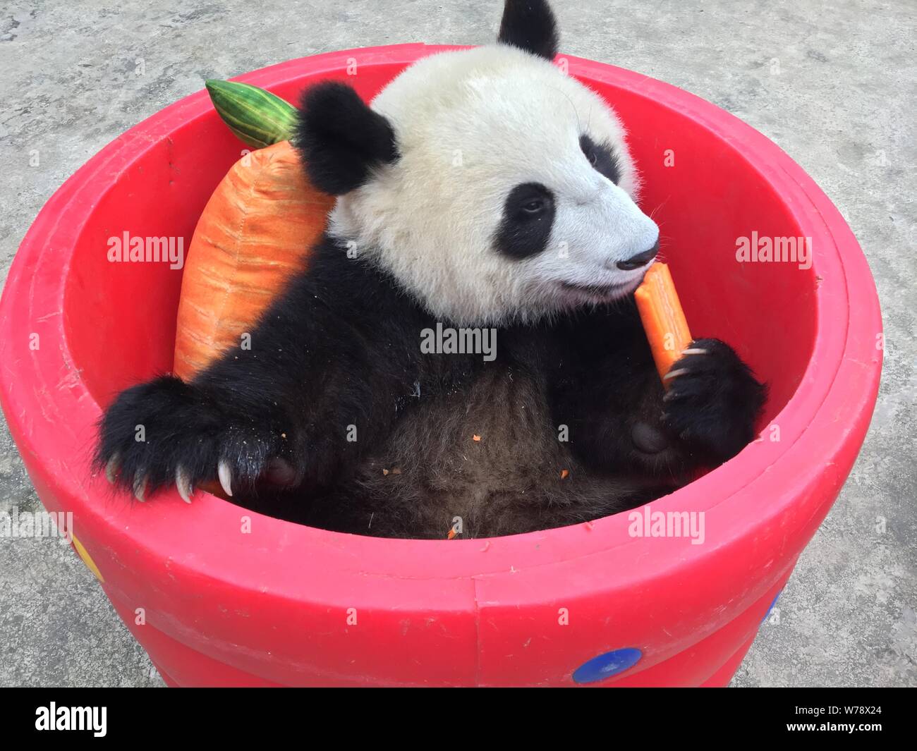 Giant Carrot Stock Photos Giant Carrot Stock Images Page 2 Alamy