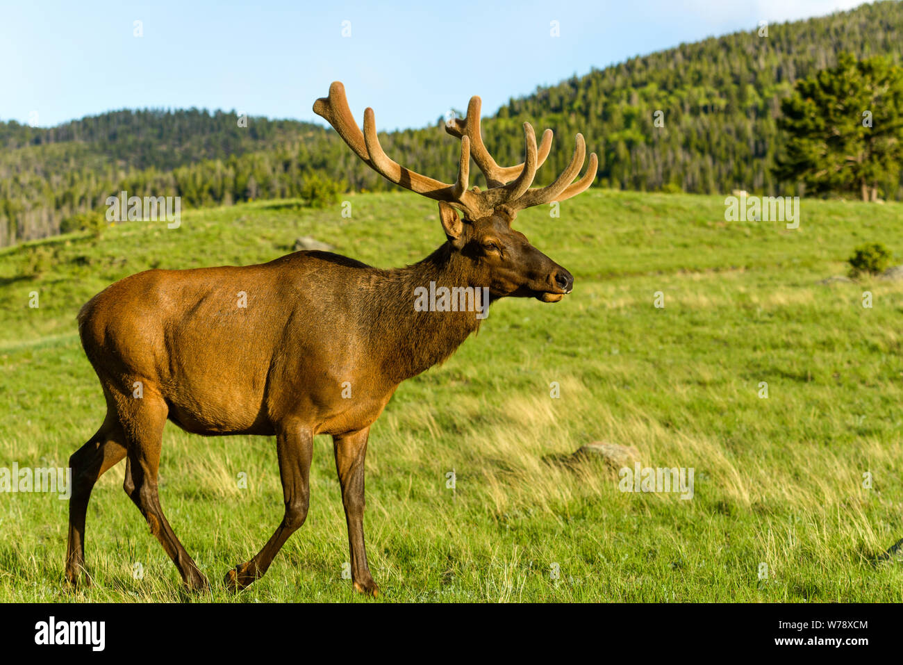 Silhouette of deer on top of a mountain with sunset in the