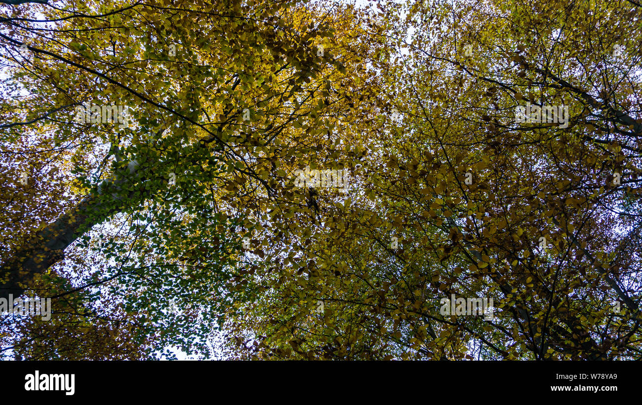 tree tops in autumn Stock Photo