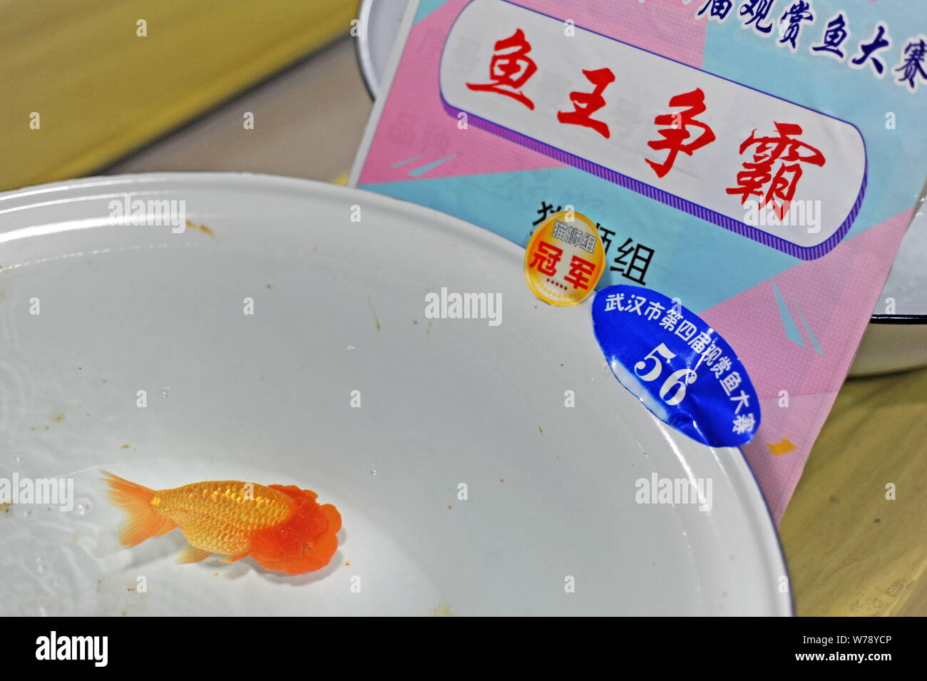 Competitive Goldfish The champion of a competition to choose the most beautiful goldfish is ...