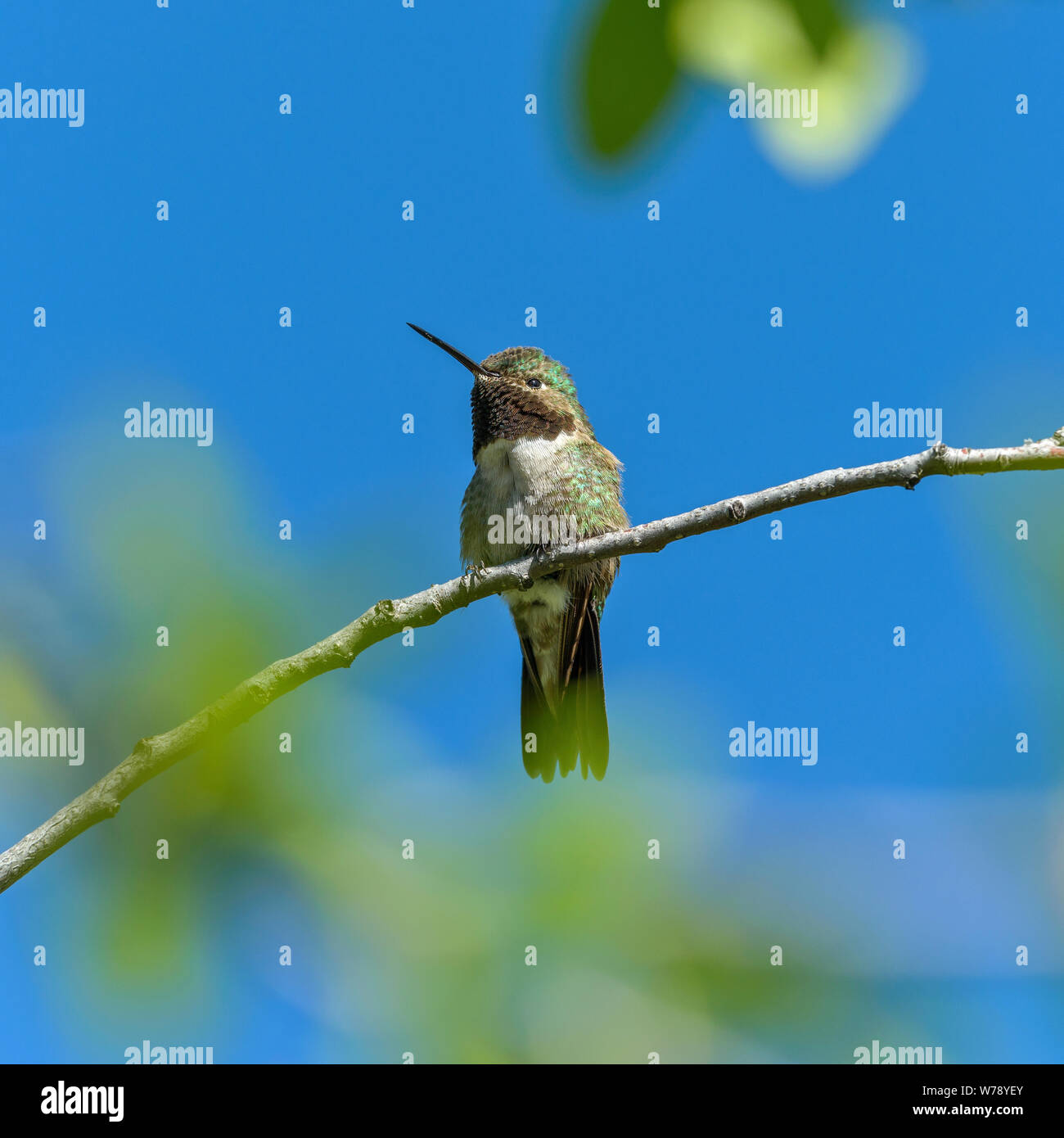 Spring Hummingbird - A small cute male Broad-tailed Hummingbird perching on a branch of a tall shrub. Rocky Mountain National Park, Colorado, USA. Stock Photo