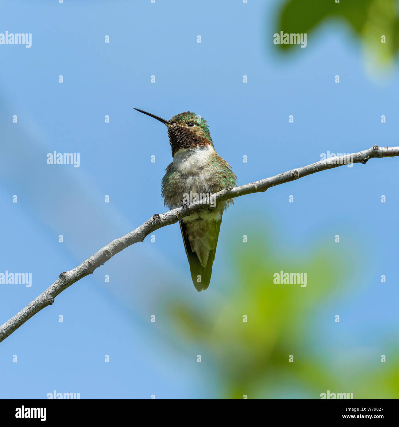 Mountain Hummingbird - A front close-up view of a cute male Broad-tailed Hummingbird perching on a branch of a tall shrub. RMNP, Colorado, USA. Stock Photo