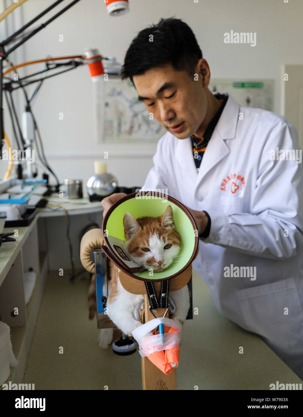 --FILE--A pet cat is under treatment with acupuncture needles being inserted into the body in a pet hospital in Shenyang city, northeast China's Liaon Stock Photo