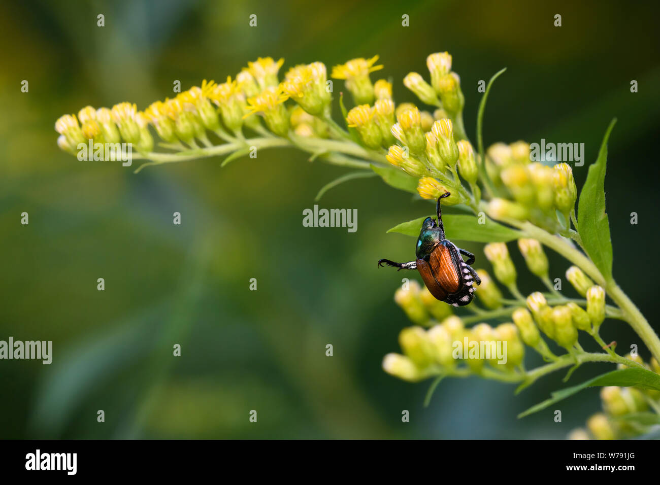 An invasive Japanese Beetle attempts to right itself after nearly falling off some Goldenrod in Toronto, Ontario's Taylor Creek Park. Stock Photo
