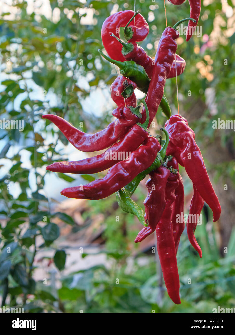 red raw ripe hot chili peppers hanging on a rope, close up Stock Photo ...