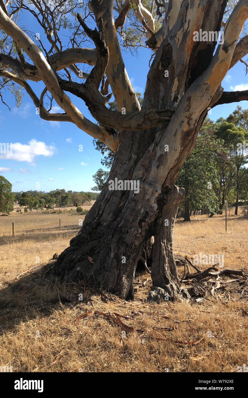 A Large Gum Tree in Australia Stock Photo Alamy