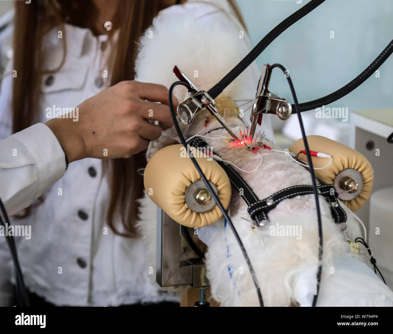 --FILE--A pet dog is under treatment with acupuncture needles being inserted into the body in a pet hospital in Shenyang city, northeast China's Liaon Stock Photo