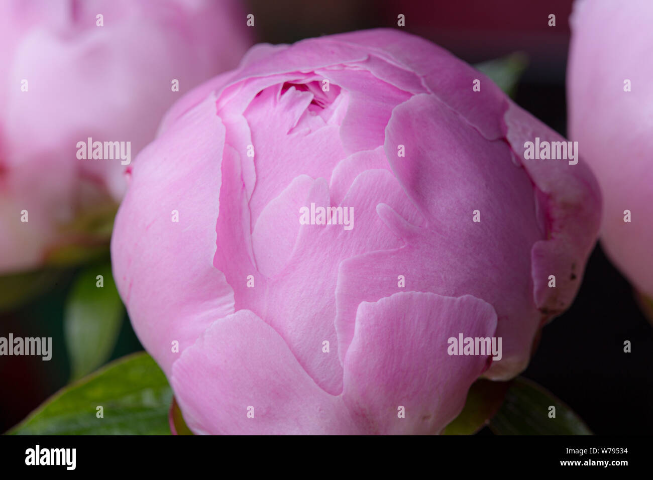 Pink peony flower with smooth petals macro still Stock Photo - Alamy