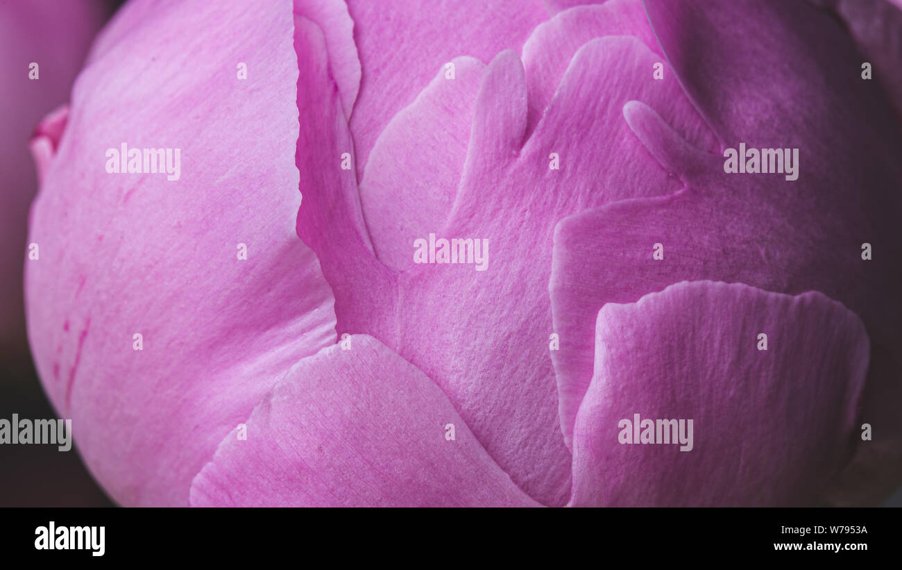 Pink peony flower with smooth petals macro still Stock Photo - Alamy