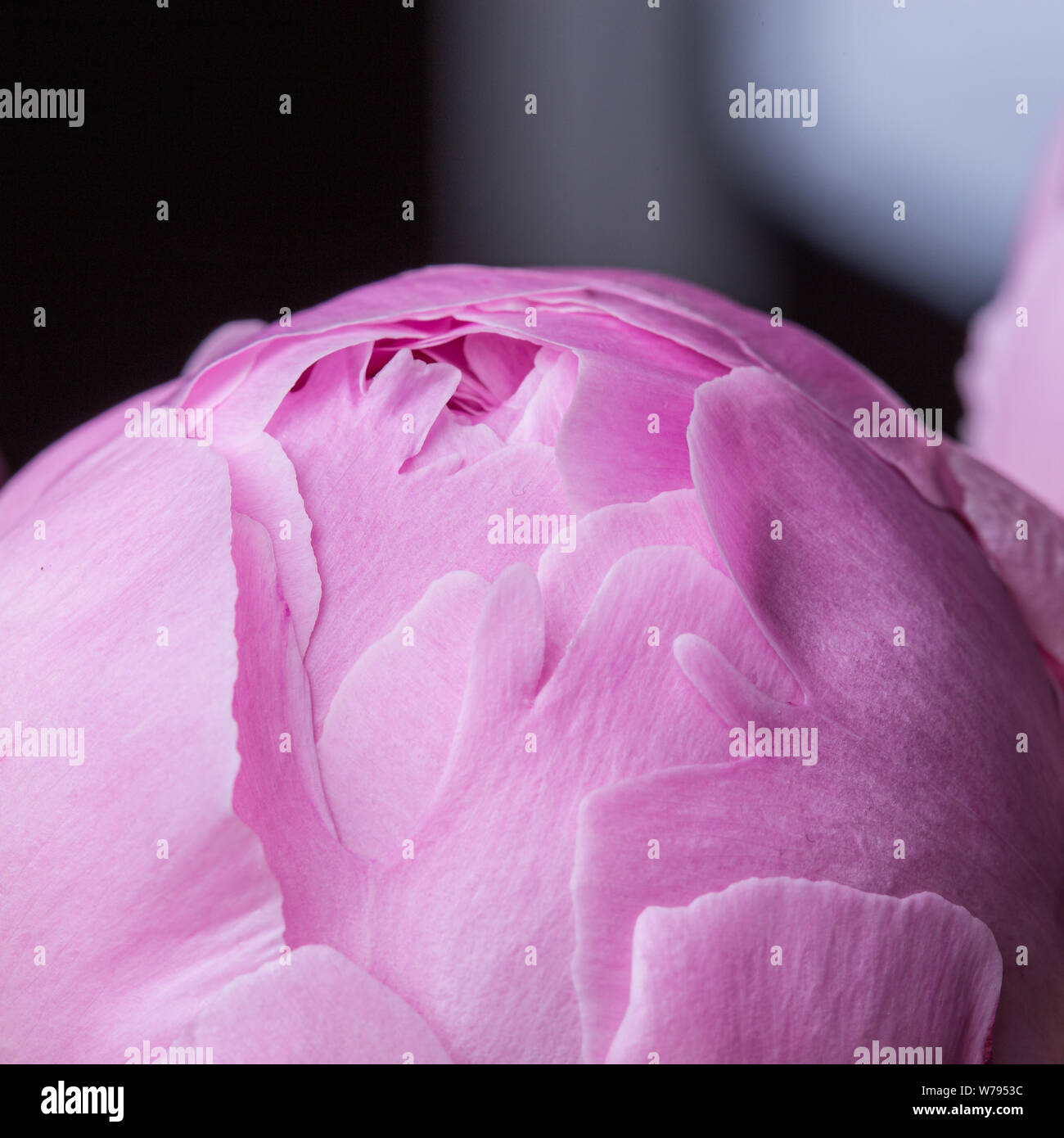 Pink peony flower with smooth petals macro still Stock Photo - Alamy