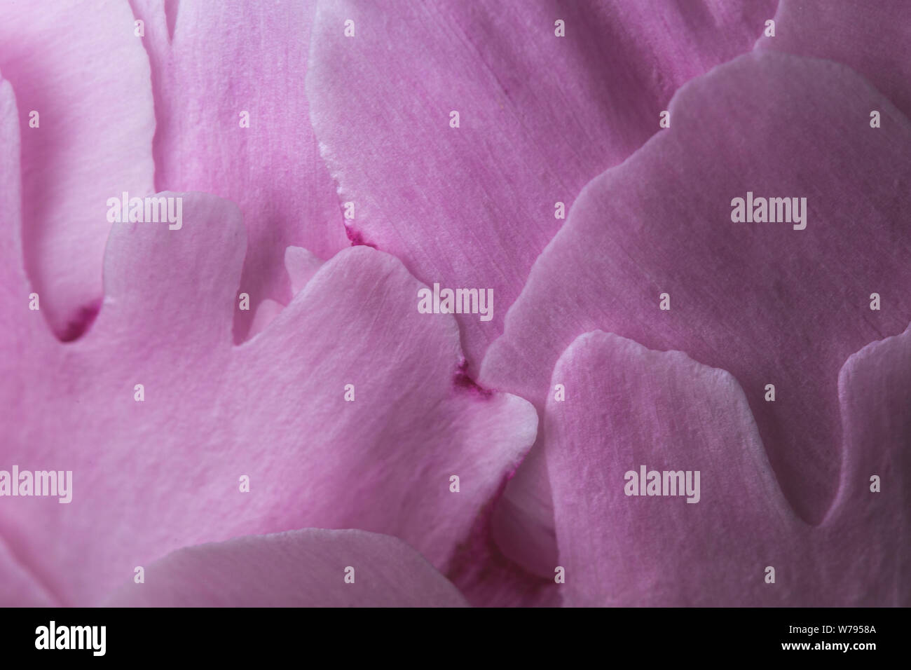 Pink peony flower with smooth petals macro still Stock Photo