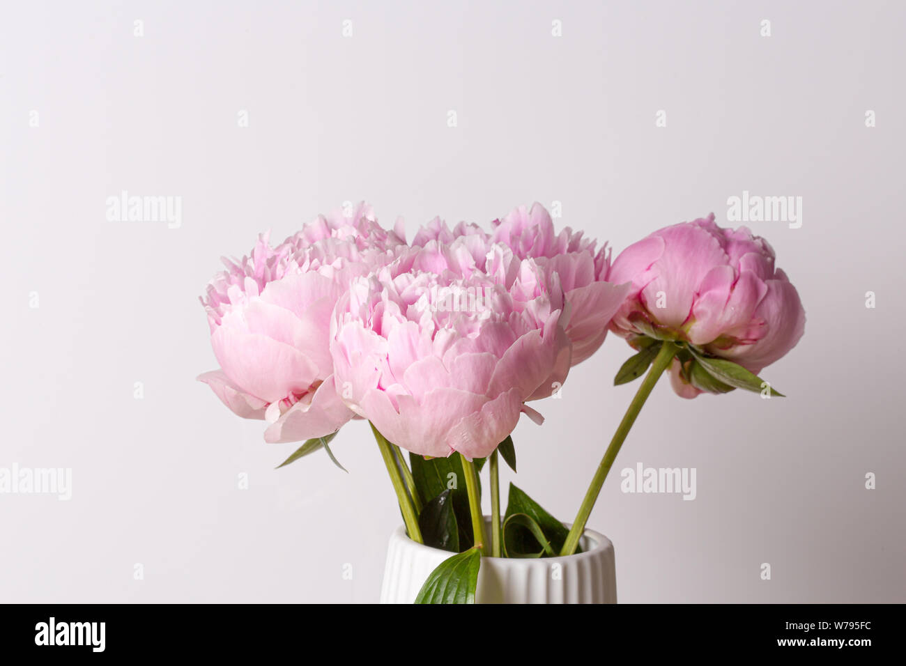 Pink peony flower in bloom close up still on a white background Stock ...