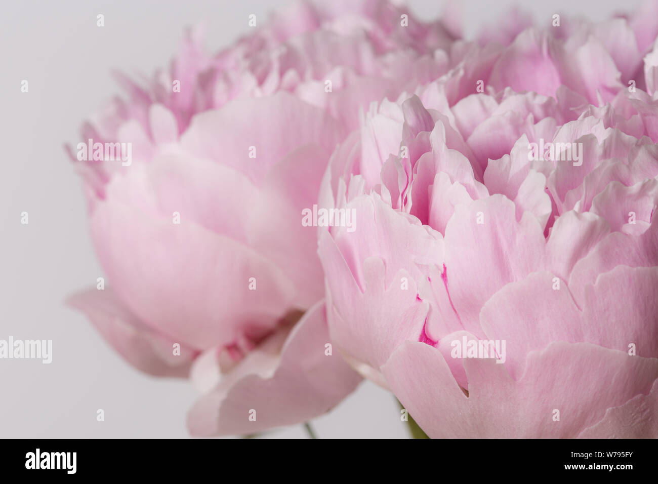 Pink peony flower in bloom close up still on a white background Stock ...