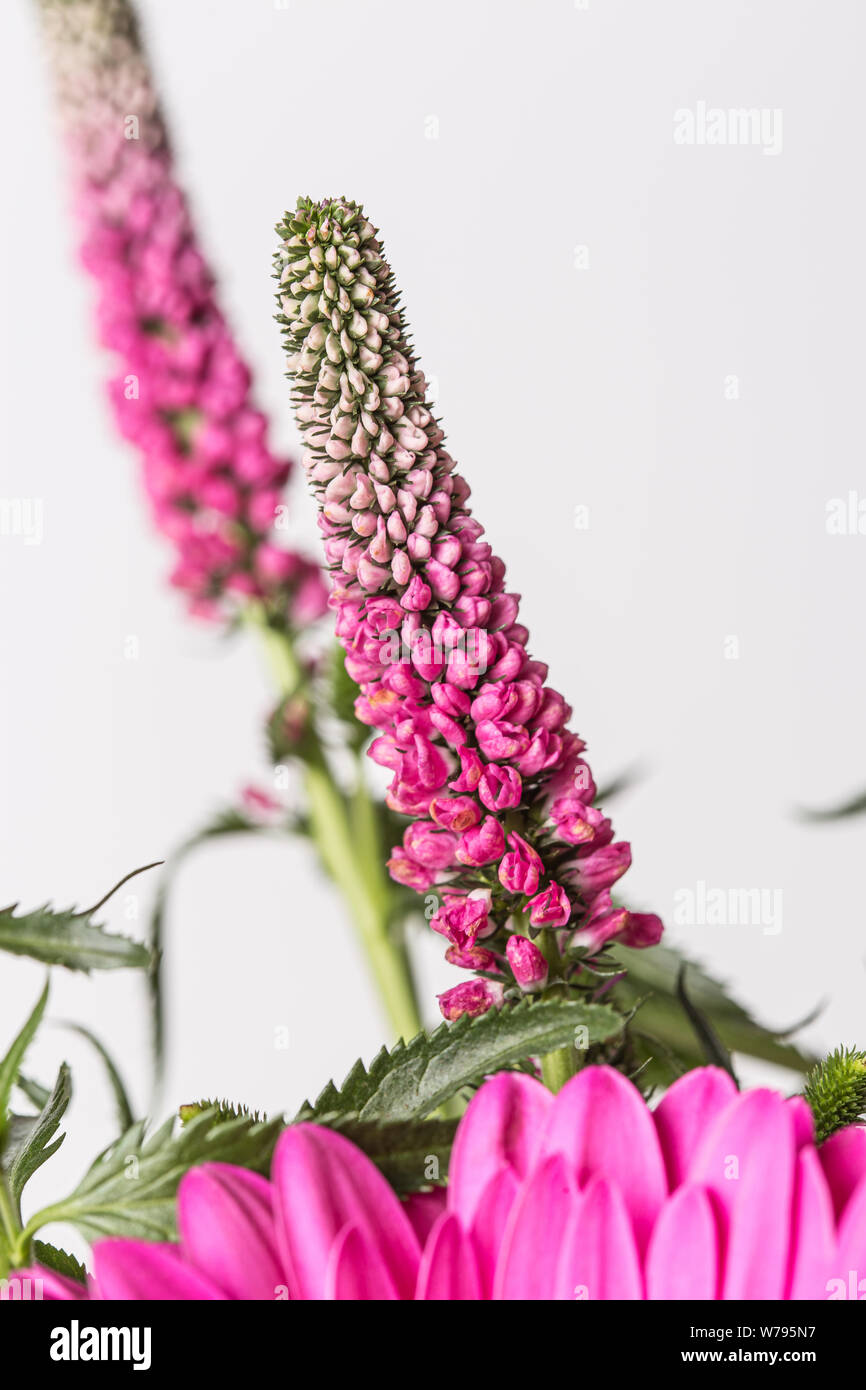 Pink herbert flowers on a green plant close up isolated on a white background Stock Photo