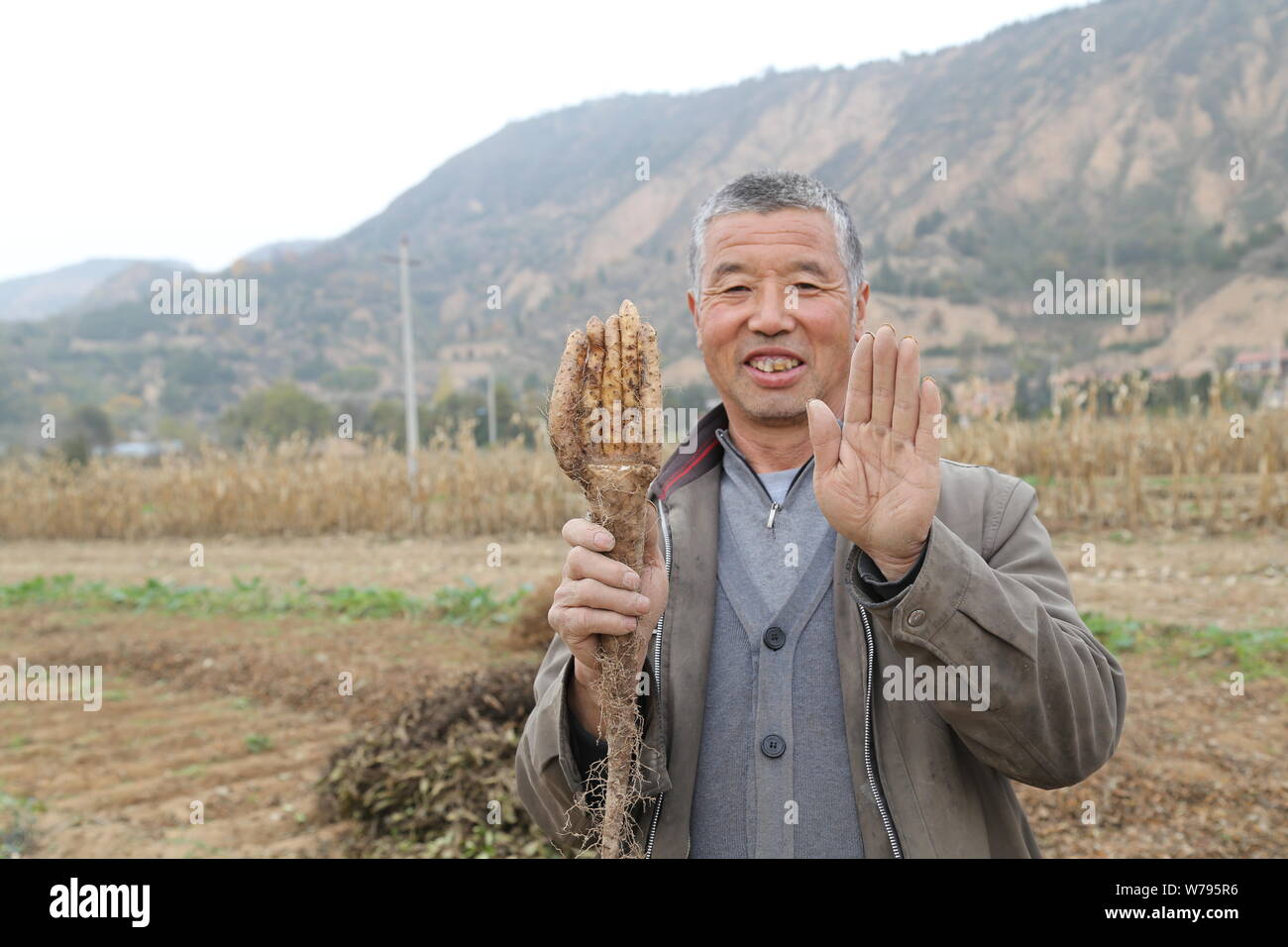--FILE--A farmer shows his palm and the strange Chinese yam featuring the shape of a palm in Pingliang city, northwest China's Gansu province, 31 Octo Stock Photo