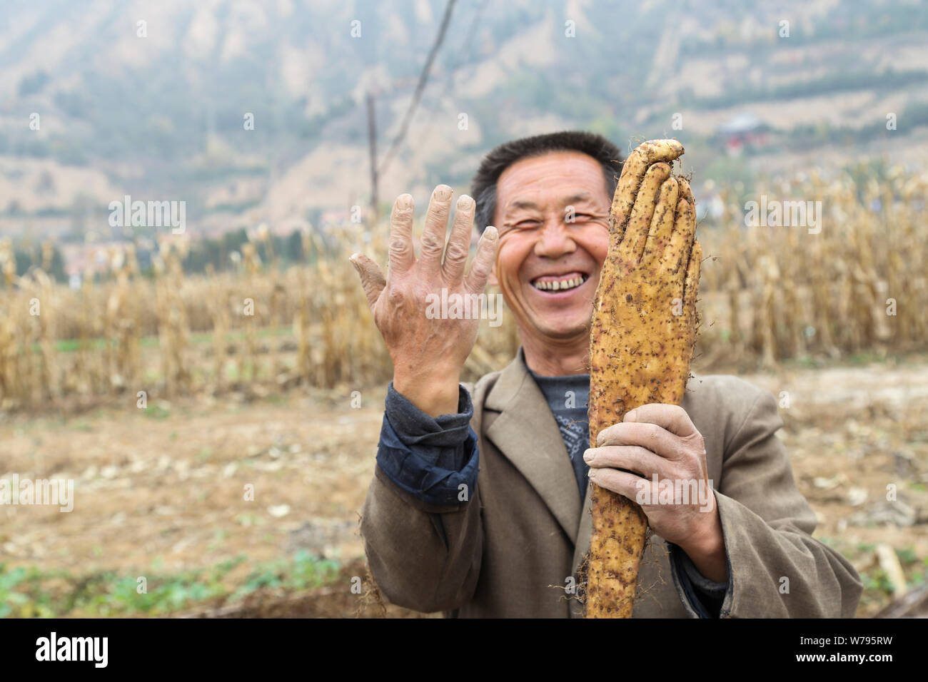 --FILE--A farmer shows his palm and the strange Chinese yam featuring the shape of a palm in Pingliang city, northwest China's Gansu province, 31 Octo Stock Photo