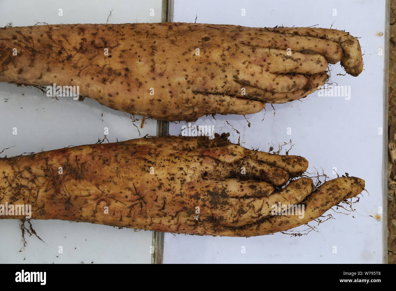 Chinese yams hires stock photography and images Alamy