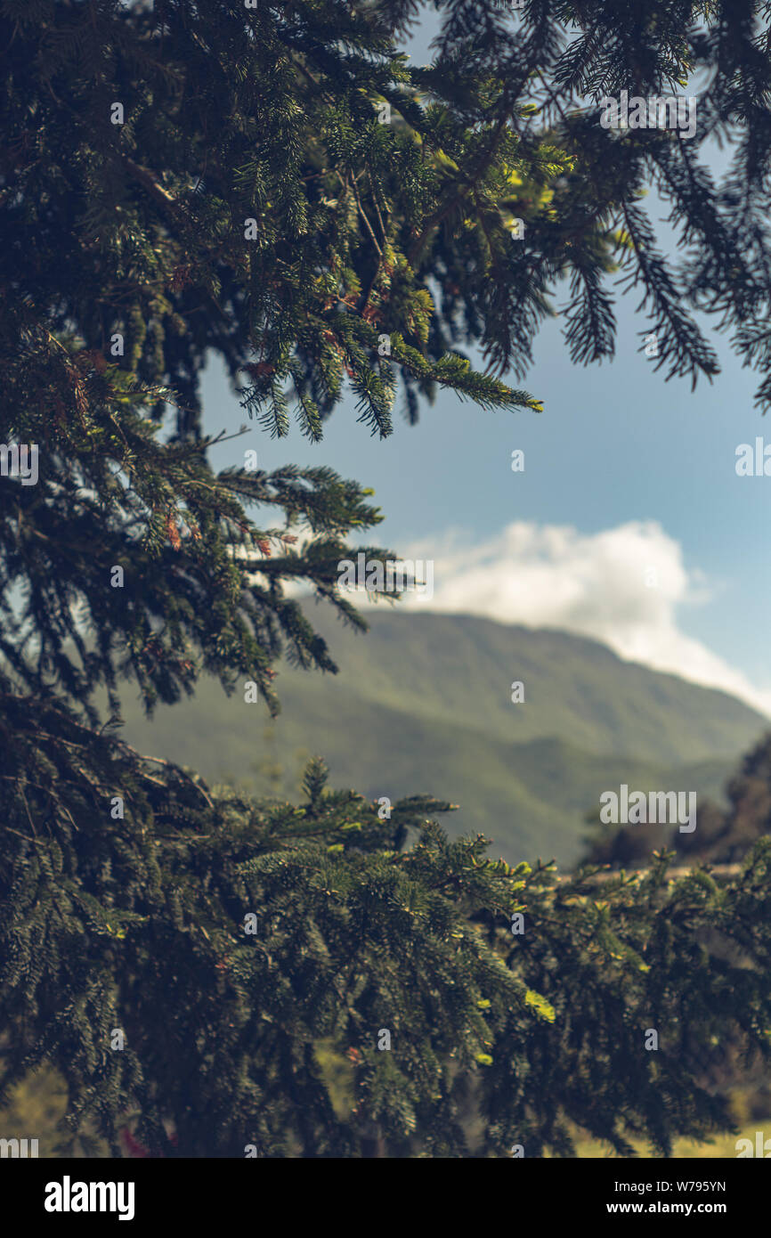 Tree hill branches spring hi-res stock photography and images - Alamy