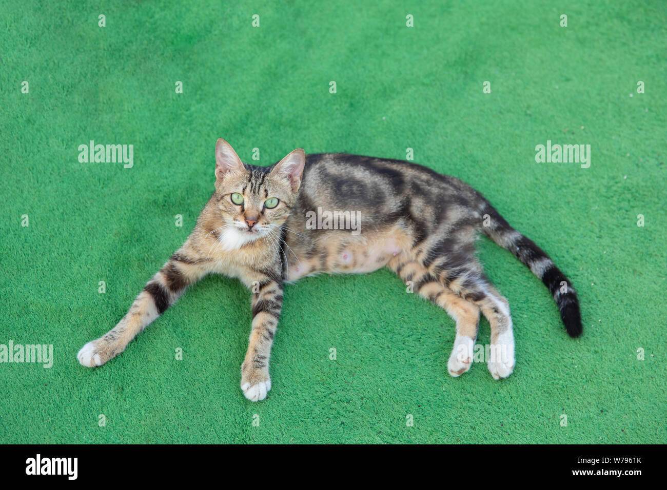 Cat is resting on the grass. Stock Photo