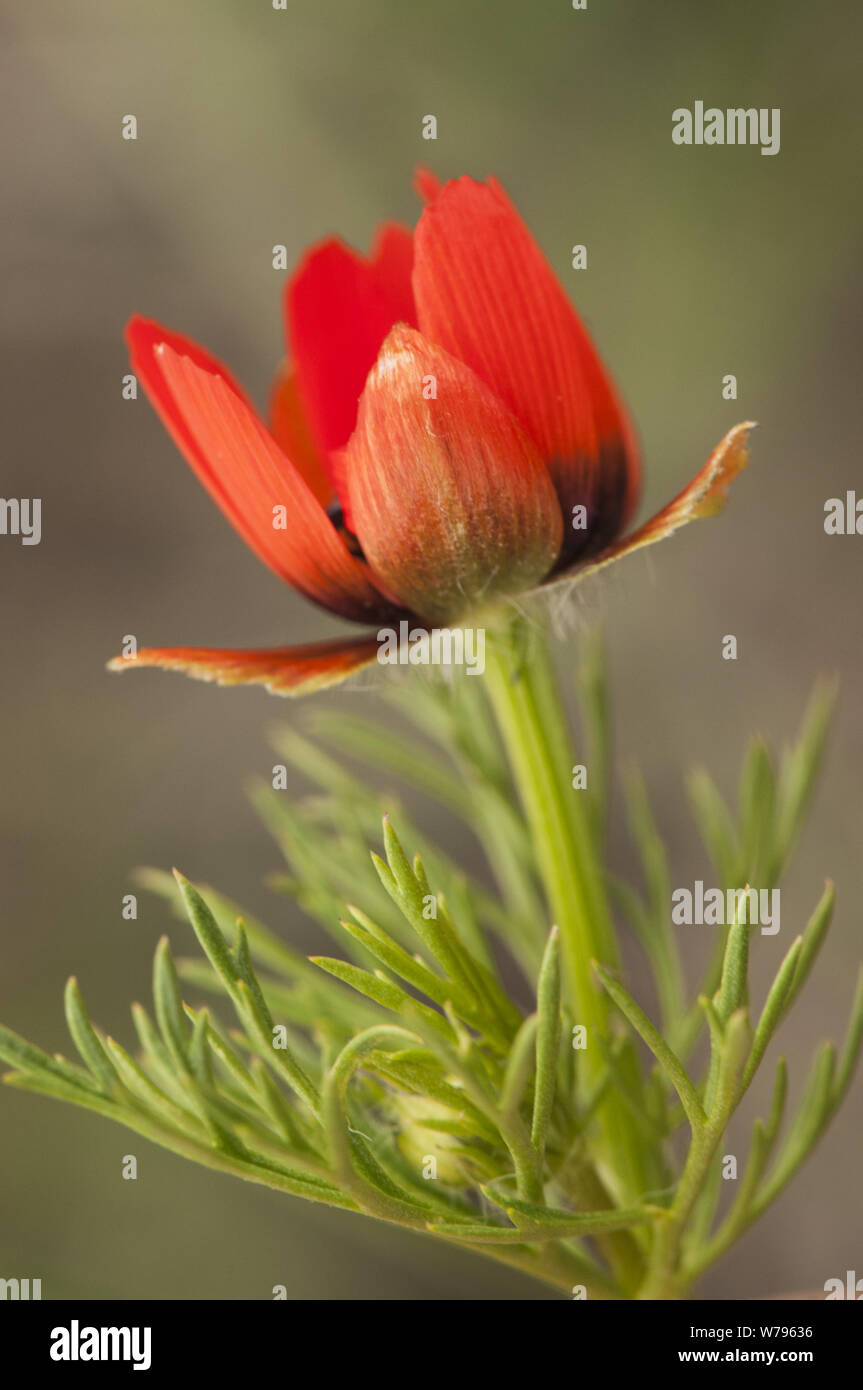 Red Flower With Black Center High Resolution Stock Photography and