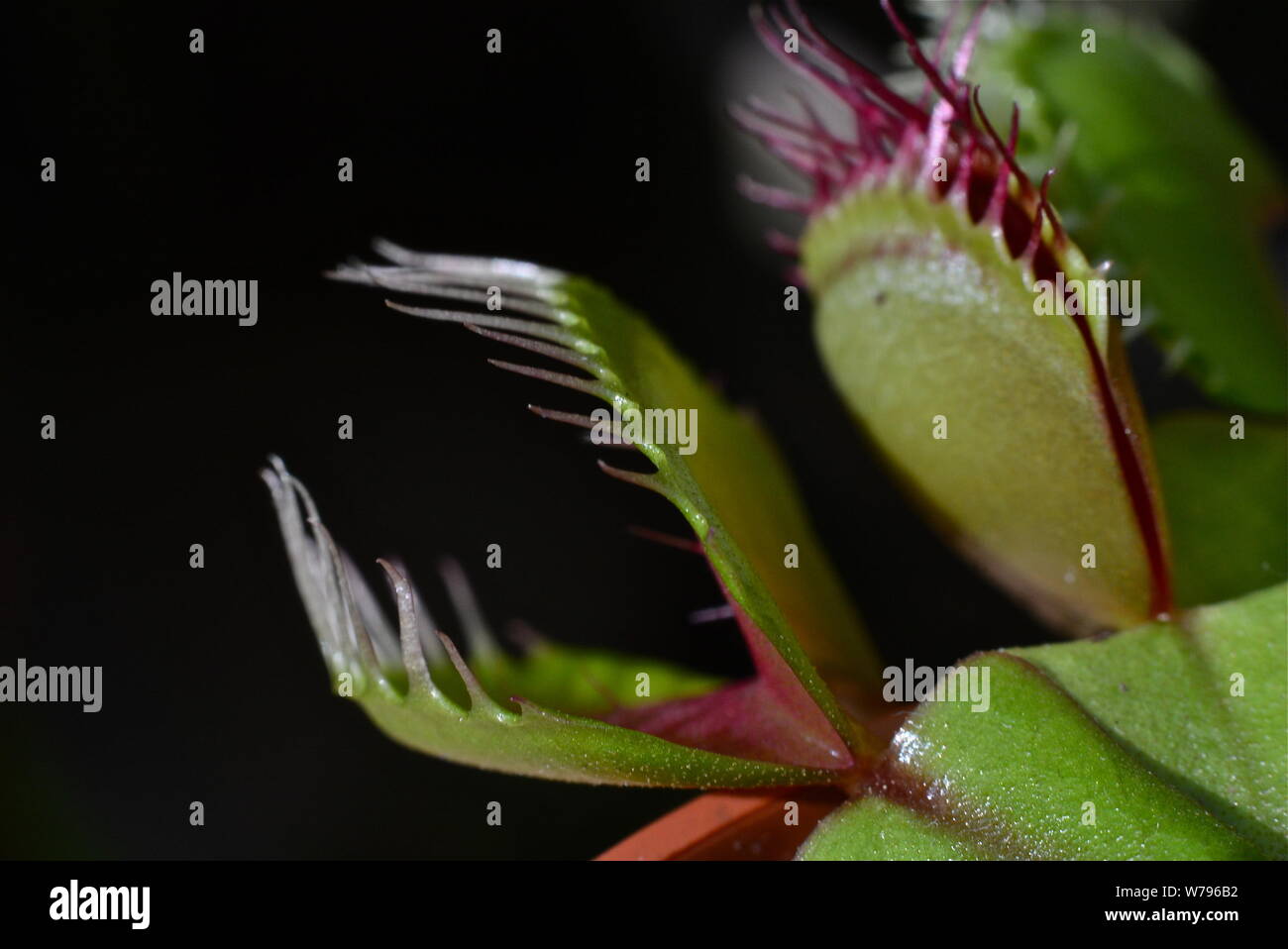 Venus flytrap without flies. Stock Photo