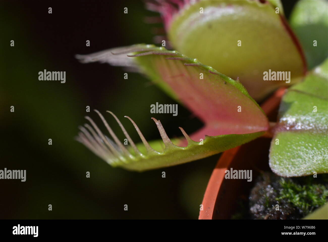 Venus flytrap without flies Stock Photo Alamy