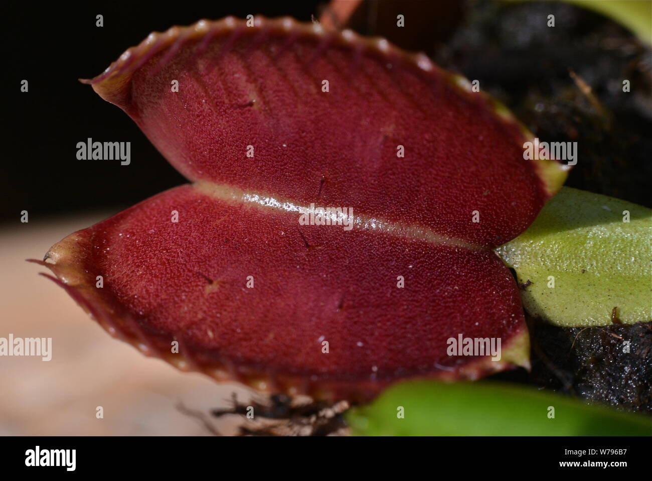 Venus flytrap without flies Stock Photo Alamy