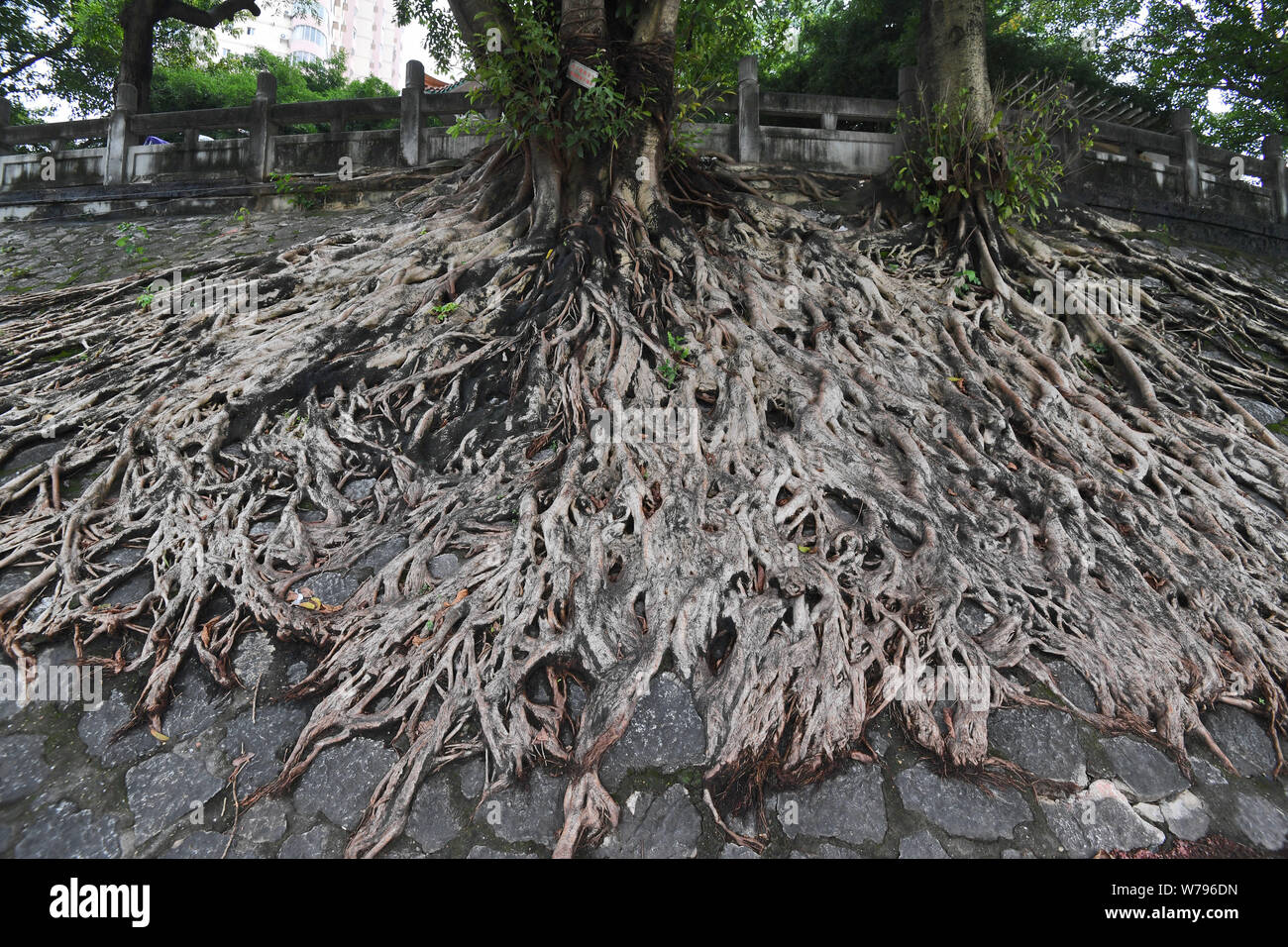The roots of "strong banyan trees" grow around a section of an ancient